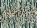 Fototapeta kwiaty polne narcyzy Wallcraft Narcise 445312102