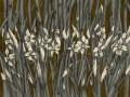 Fototapeta kwiaty polne narcyzy Wallcraft Narcise 445332102
