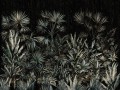 Fototapeta tropikalne liście Wallcraft Passiflora 340332101
