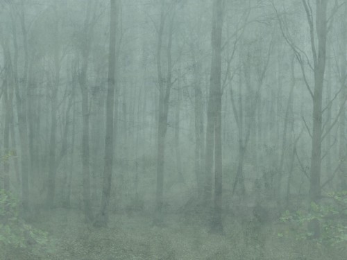 Fototapeta zamglony las Sandberg 622-08 Skog Forest Green Jordnara