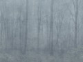 Fototapeta zamglony las Sandberg S10106 Skog Misty Blue Jordnara