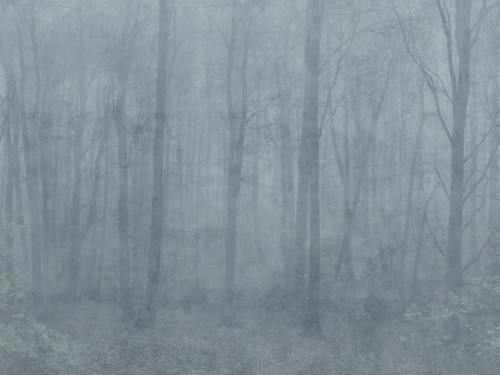 Fototapeta zamglony las Sandberg S10106 Skog Misty Blue Jordnara