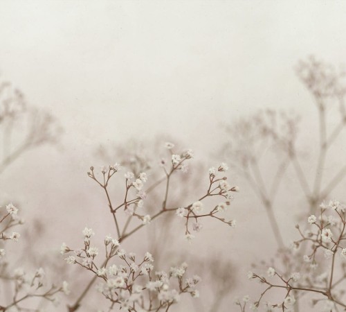 Fototapeta polne kwiaty Sandberg S10130 Julia Blush Jordnara