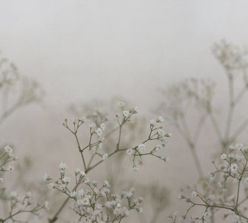 Fototapeta polne kwiaty Sandberg S10129 Julia Spring Green Jordnara