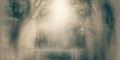 Tapeta zamglony las Inkiostro Bianco MOONLIGHT INKNEHA2201 Light And Shadows