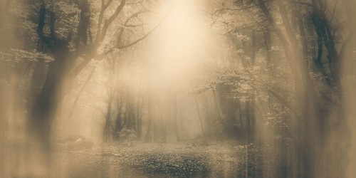 Tapeta zamglony las Inkiostro Bianco MOONLIGHT INKNEHA2202 Light And Shadows