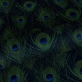 Tapeta pawie pióra Origin 347766 Luxury Skins