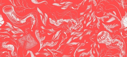 Fototapeta morskie rośliny i zwierzęta Tecnografica 73684-4 FEANNE: SEALIFE CORAL Art Collections