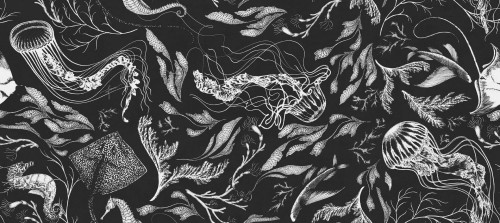 Fototapeta morskie rośliny i zwierzęta Tecnografica 73684-1 FEANNE: SEALIFE BLACK Art Collections