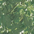 Tapeta w liście Decor Maison 5337-3 Belle