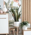 Mural egzotyczny Wallcolors Paradise Life in Boho