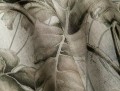 Fototapeta tropikalne liście Wallcraft Monstera 595322201