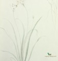 Tapeta łąka Sanderson 216488 Farne Grasses