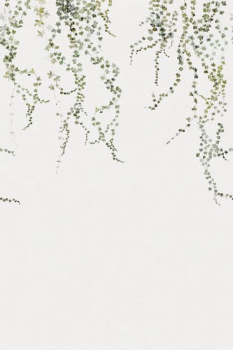 Fototapeta liście bluszczu Sandberg 640-04 Aralia Moss Green Huset i Solen