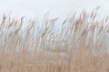 Fototapeta w nadmorskim stylu Rebel Walls R13602 Swaying Reed Rebel Favorites