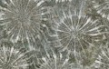 Fototapeta minerały Wall&Deco WDPA2302 Paleocorals Contemporary 2023