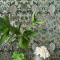 Tapeta adamaszek Designers Guild PDG1156/03 Ikebana Damask Gilver Ikebana