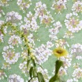 Tapeta kwiaty kwitnącej wiśni Designers Guild PDG1148/02 Fleur D'Assam Porcelaine De Chine