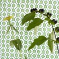 Tapeta geometryczna Designers Guild PDG1150/06 Jaal Porcelaine De Chine