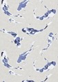Tapeta ryby koi Harlequin 110902 Koi Colour 4