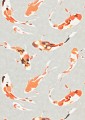 Tapeta ryby koi Harlequin 110903 Koi Colour 4