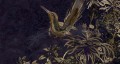 Fototapeta botaniczna koliber Muance MU14048 Rosewood Dusk