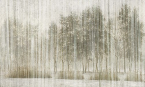 Fototapeta las Wonderwall Sherwood 35046206