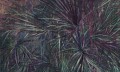 Fototapeta liście palmy Wonderwall Amazonia 35046907