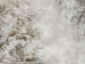 Fototapeta drzewa WallArt Sanctuary Beige