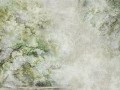 Fototapeta drzewa WallArt Sanctuary Green