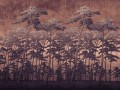 Fototapeta sosnowy las WallArt Secret Forest Rust