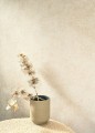 Tapeta jak tynk wapienny Casadeco COLR 88091138 Mur A La Chaux So Color 5