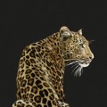 Mural lampart Dolce & Gabbana TCW001 TCAI5 UL005 N.1