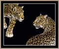 Mural lamparty Dolce & Gabbana TCW001 TCAI5 UL007 N.1