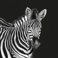 Mural zebra Dolce & Gabbana TCW001 TCAI5 UZ005 N.1