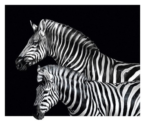Mural zebry Dolce & Gabbana TCW001 TCAI5 UZ007 N.1