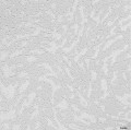 Fototapeta nowoczesne kwiaty Wallcraft Bohemia 735322301