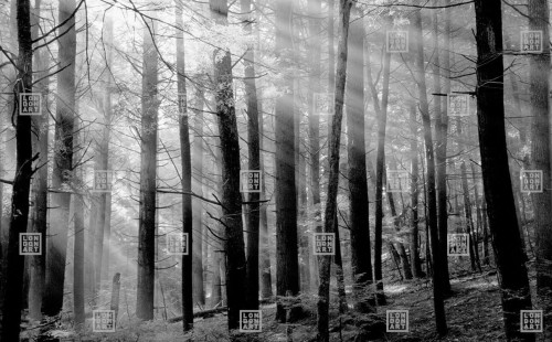 Fototapeta las London Art DSQ2W01-3 Canadian Forest Dsquared2