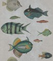 Mural ryby Mind the Gap POISSONS Grey WP20182 Premium Designer Wallpaper Collection