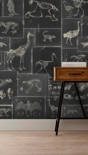 Mural szkielety zwierząt Mind the Gap ZOOARCHELOGY Anthracite WP20237 Premium Designer Wallpaper Collection