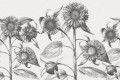 Fototapeta słoneczniki Rebel Walls R18699 Sunflower Beige Cottage Core