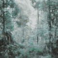 Fototapeta las Wall&Deco WDPI2402 Pineto Contemporary 2024