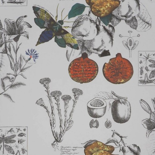 Tapeta botaniczna vintage Gastón y Daniela GDW-4848-001 LINNEO Origen Dos