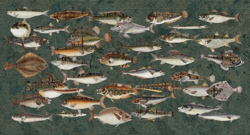 Fototapeta ryby Muance MU15062 Underwater Lush