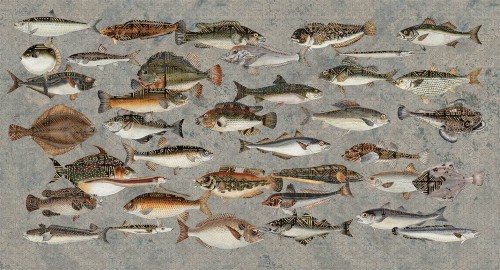 Fototapeta ryby Muance MU15063 Underwater Lush