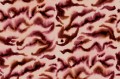 Fototapeta abstrakcyjna Rebel Walls R19827 Guppy Red Anna Norrman