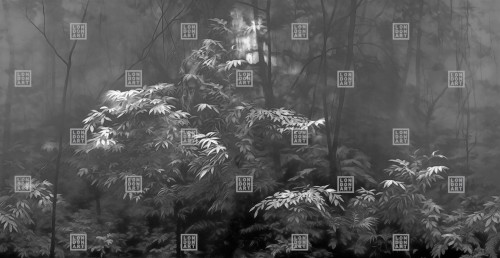 Fototapeta drzewa London Art 24019 3 Into The Woods Exclusive Wallpaper 2024