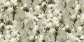 Mural kwiaty Boras Tapeter Studio 9551W White Lily