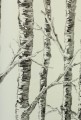 Tapeta brzozy York Wallcoverings BW3902 Paper Birch Black & White