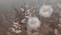 Fototapeta florystyczna Tecnografica 83493-4 PEMBERLEY DARK